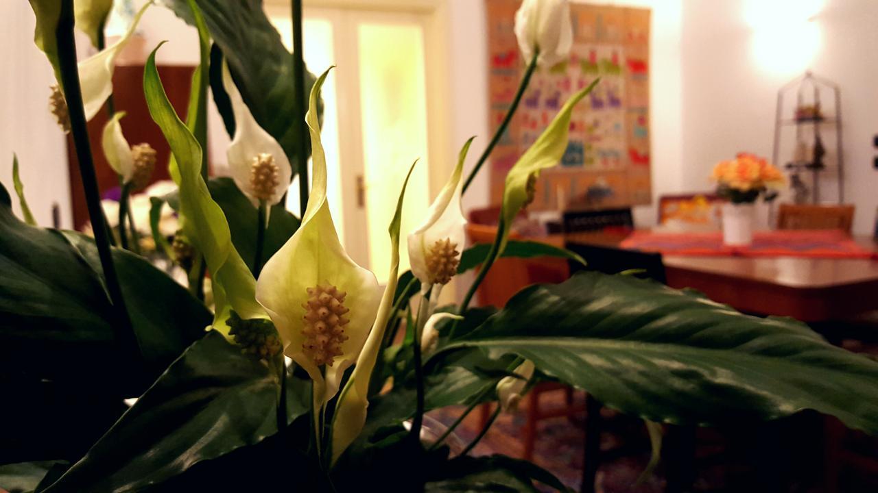 레체 Attico Barocco B&B 외부 사진